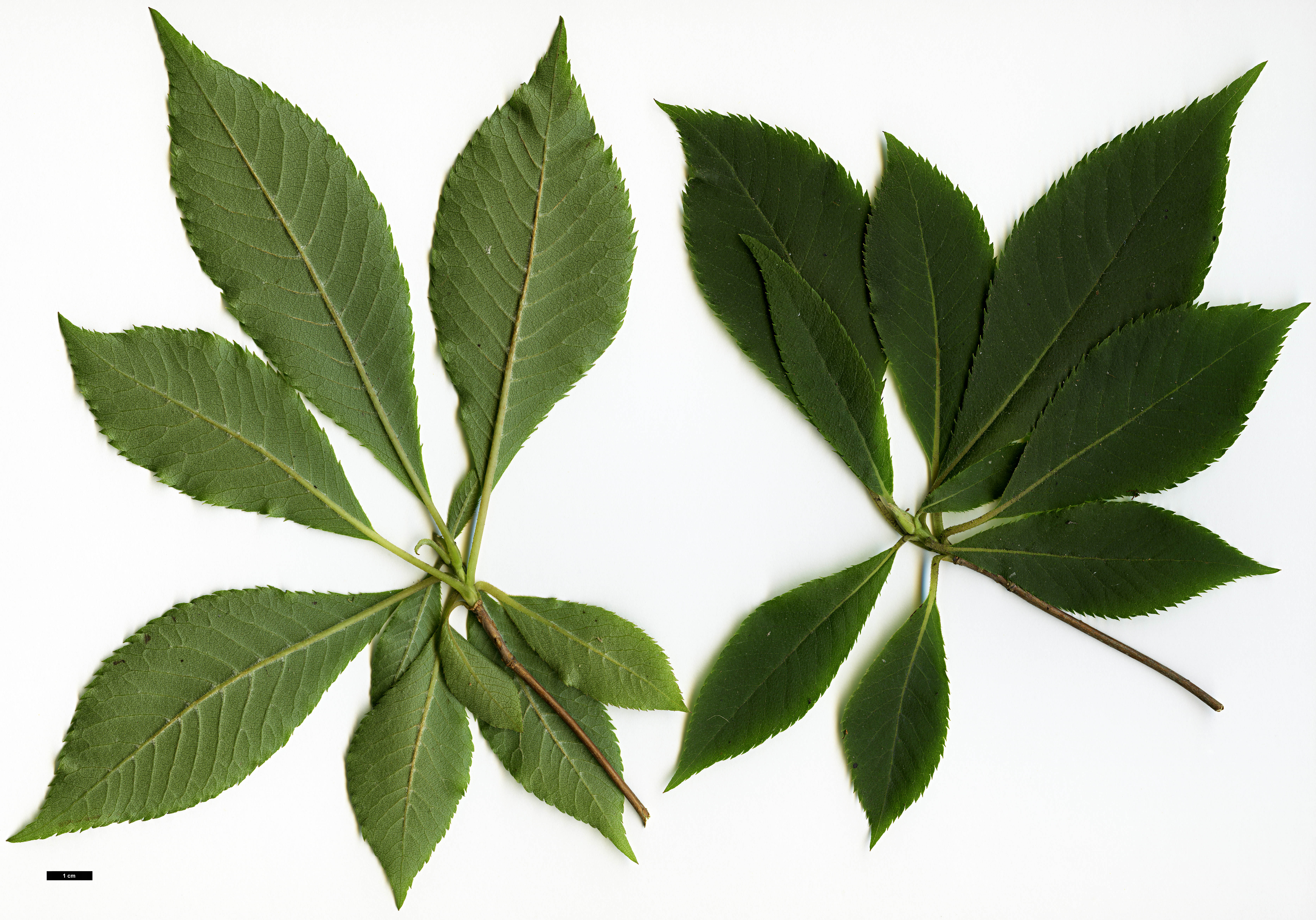 High resolution image: Family: Clethraceae - Genus: Clethra - Taxon: fargesii